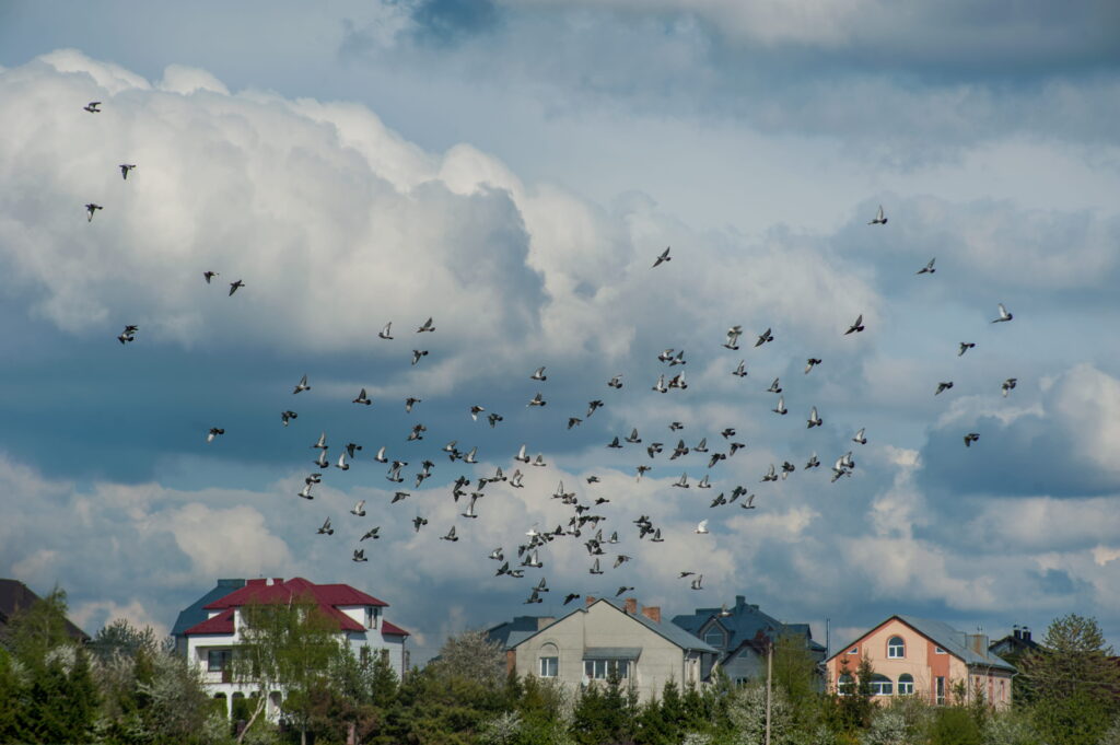 a flock of pigeons flies on the edge of a village