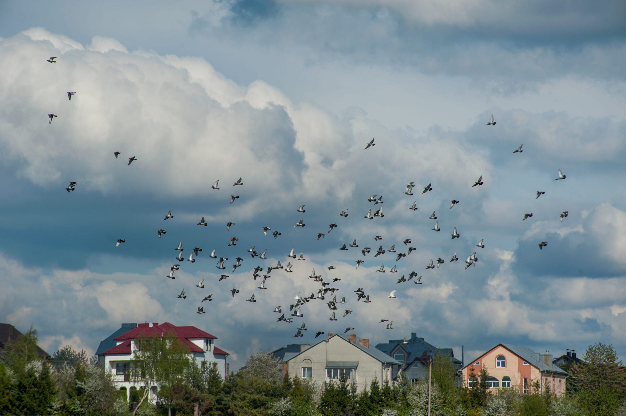 a flock of pigeons flies on the edge of a village